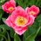 Pink Dutch tulip