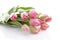 Pink Dutch tulips in closeup