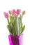 Pink Dutch tulips in vase