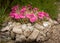 Pink dwarf carnations in a mediterranean pot