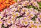 Pink dwarf chrysanthemum flowers in bloom