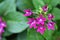 Pink dwarf Ixora coccinea flower