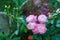 Pink dwarf roses in the garden