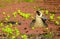 Pink eared duck swimming in the swamp