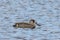 Pink-eared Duck in Western Australia