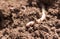 Pink earthworm in moist loamy soil,close-up