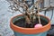 Pink Easter Egg hidden in flower pot full of frozen rain water during egg hunt.