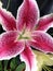 Pink Easter Lily