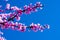 Pink eastern redbud in full bloom against bright blue sky