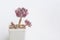 Pink Echeveria succulent rosette houseplant flower in pot on white background