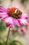 A pink echinacea, coneflower, with a white tailed bombus lucorum bumblebee on top. The bee has her back to the camera and the