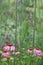 Pink echinacea coneflowers growing amongst tall purple verbena flowers in a mature garden.