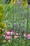 Pink echinacea coneflowers growing amongst tall purple verbena flowers in a mature garden.