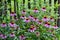 Pink Echinacea flowers