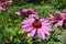 Pink Echinacea flowers