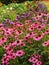 Pink Echinacea flowers at front of English cottage garden border