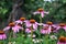 Pink Echinacea flowers on green nature background