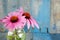 Pink echinacea flowers in jarover blue background