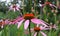 Pink Echinacea medicinal