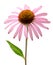 Pink Echinacea purpurea flower