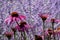 Pink echinacea purpurea flowers, also known as coneflowers or rudbeckia, and tall stems of purple salvia behind, at RHS Wisley, UK