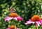 Pink echinacea purpurea flowers, also known as coneflowers or rudbeckia, and tall stems of purple salvia behind, at RHS Wisley, UK