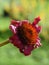 Pink Echinea purpurea faded flower