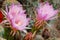 Pink echinopsis flowers