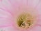 Pink Echinopsis multiplex flower close up
