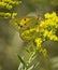 Pink Edged Sulphur Butterfly (Colias Interior)