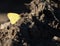 Pink-edged Sulphur Butterfly Resting on Dirt