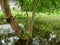 Pink egg masses of golden apple or channeled apple snail or Pomacea canaliculata on tree trunk on water puddle in nature