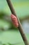 Pink eggs of Channeled applesnail shells on a branch
