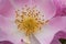 pink eglantine flower