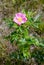Pink Eglantine Flower