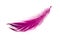 Pink elegant bird feather isolated on the white background