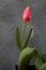 Pink elegant tulips on planter