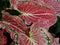 Pink Elephant ear Caladium candidum leaves