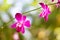 Pink endrobium orchids flower close up or dendrobium hybrid blooming in natural garden background