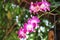 Pink endrobium orchids flowers bloom hanging on branch of tree in garden background