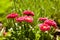 Pink English daisies - Bellis perennis - in spring garden. Bellasima rose.