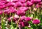 Pink English daisies - Bellis perennis - in spring park, detailed seasonal natural scene