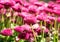 Pink English daisies - Bellis perennis - in spring park, vibrant