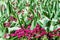 Pink English daisies - Bellis perennis â€“ with big green leaves