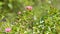 Pink English Rosa. Flowers in background with sun in summer