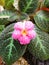 Pink episcia cupreata or flame violet