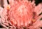 Pink Etlingera elatior