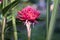 Pink Etlingera elatior Flower