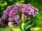 Pink Eupatorium flower blooms macro closeup.