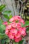 Pink euphorbia flowers